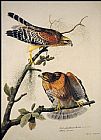 John James Audubon Red-Shouldered Hawk painting